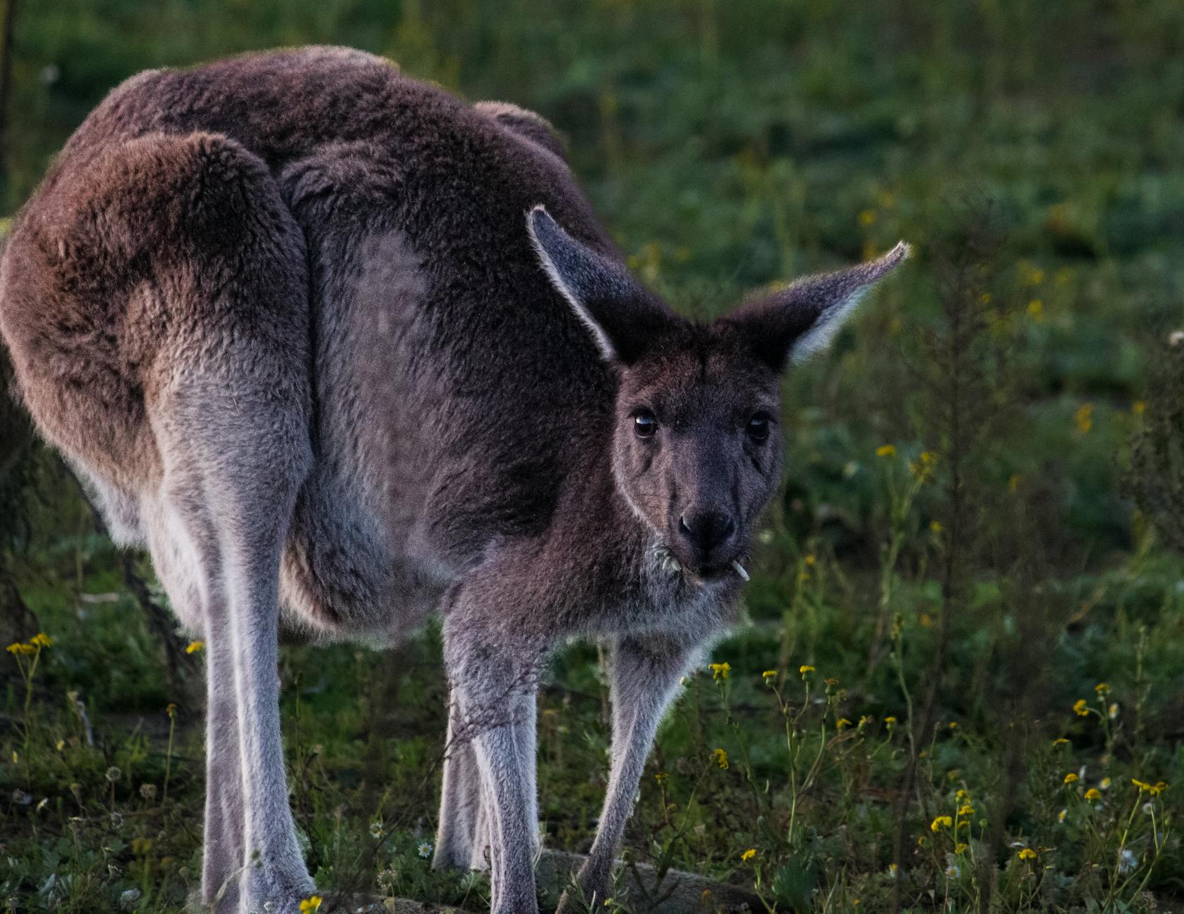 Zbliżenie kangura pasącego się na trawiastej łące w Australii