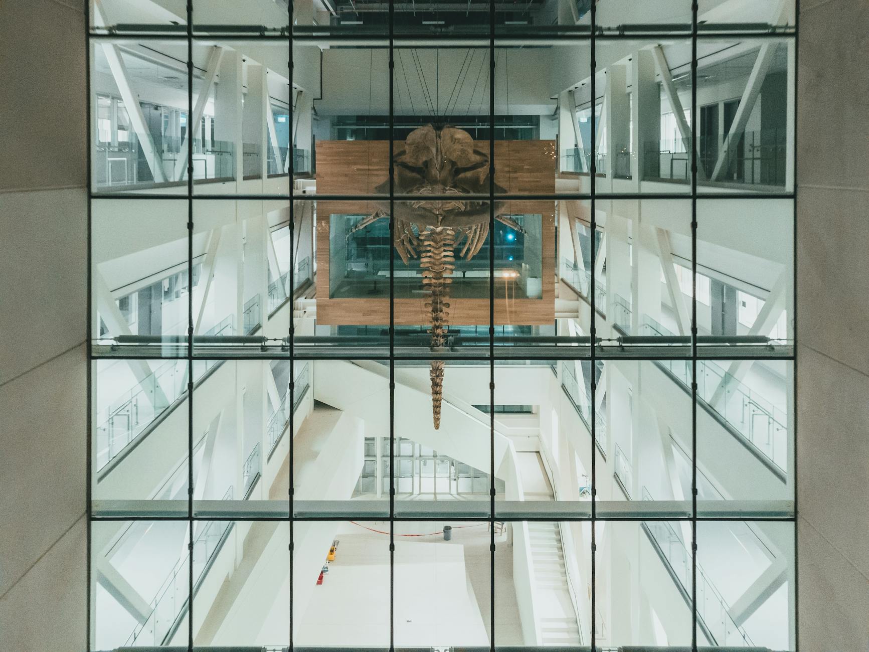Szkielet wieloryba zawieszony pod szklanym sufitem nowoczesnego muzeum
